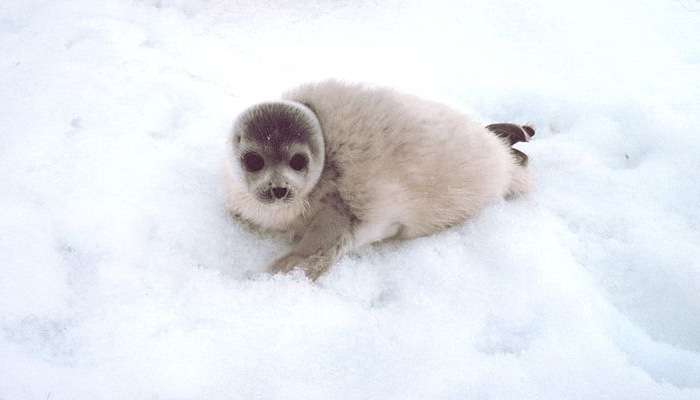 A very cute seal